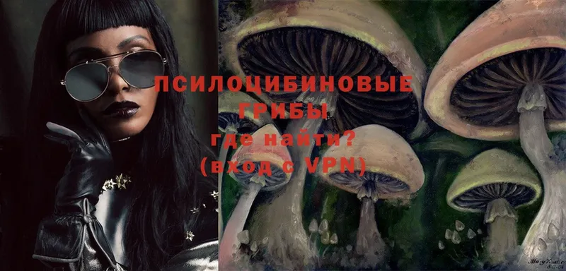 Галлюциногенные грибы Psilocybe Балтийск