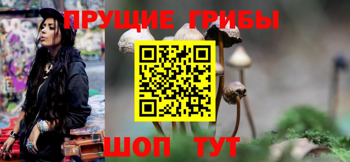 Галлюциногенные грибы Cubensis Балтийск